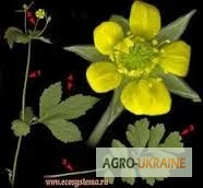 Гравилат городской – лечебные свойства и применение - фото № 3