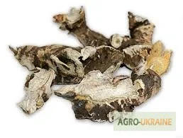 Корень пиона уклоняющегося - лечебные свойства - фото № 2