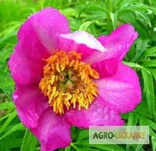 Корень пиона уклоняющегося - лечебные свойства - фото № 4