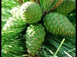 Настойка зеленых сосновых шишек - фото № 2