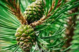 Настойка зеленых сосновых шишек - фото № 3