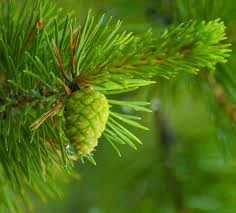 Настойка зеленых сосновых шишек - фото № 5