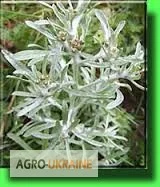 Сушениця болотна - природний лікувальний засіб - фото № 4