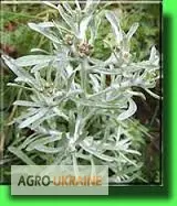 Сушениця - фото № 4