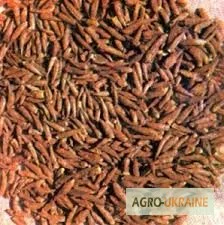 Почки черного тополя для лечения различных заболеваний - фото № 1