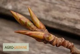 Почки черного тополя для лечения различных заболеваний - фото № 3