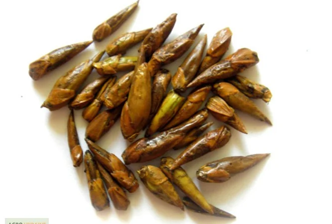 Почки черного тополя для лечения различных заболеваний - фото № 4