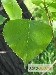 Почки черного тополя для лечения различных заболеваний - фото № 5