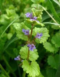 Сок будры плющевидной - фото № 5