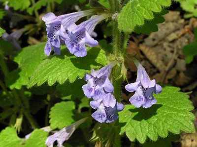 Сок будры плющевидной - фото № 1