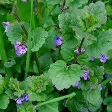 Сок будры плющевидной - фото № 2