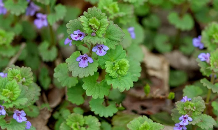 Сок будры плющевидной - фото № 4
