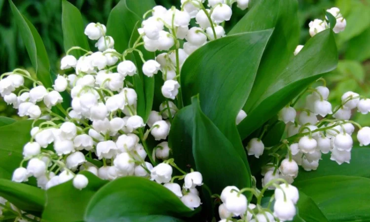 Настойка цветов ландыша - фото № 4