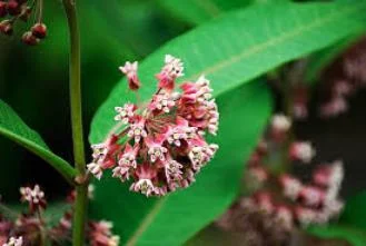 Настойка ваточника сирийского, 110мл - фото № 4