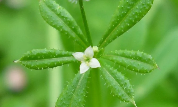 Сок подмаренника цепкого, 220мл/210грн - фото № 1