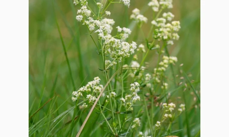 Сок подмаренника цепкого, 220мл/210грн - фото № 2
