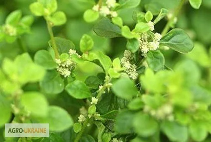 Трава пол пола - фото № 2