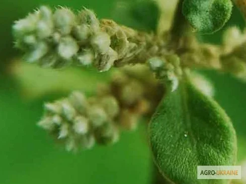 Трава пол пола - фото № 3