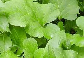 Сок крапивы весенней, 210мл 220грн - фото № 3