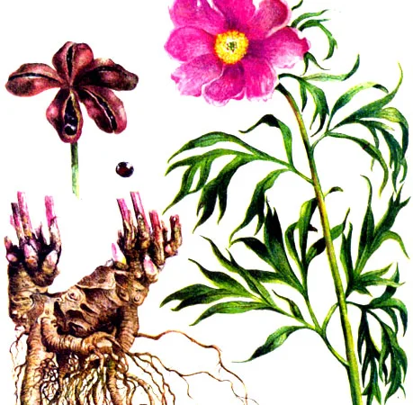 Настойка Марьин корень, 140грн/110мл - фото № 1