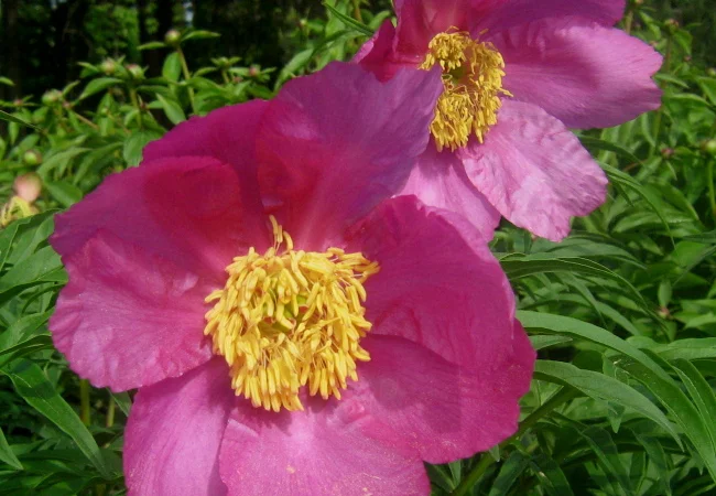 Настойка Марьин корень, 140грн/110мл - фото № 2