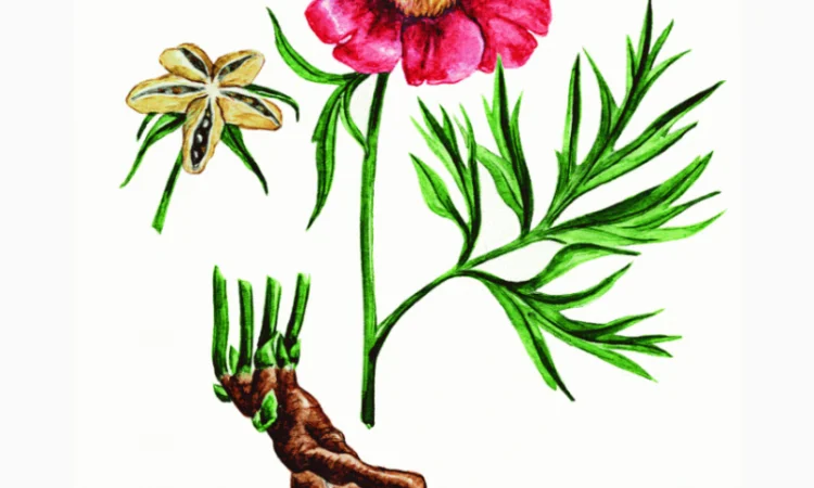 Настоянка з Мар'яного кореня для здоров'я - фото № 5