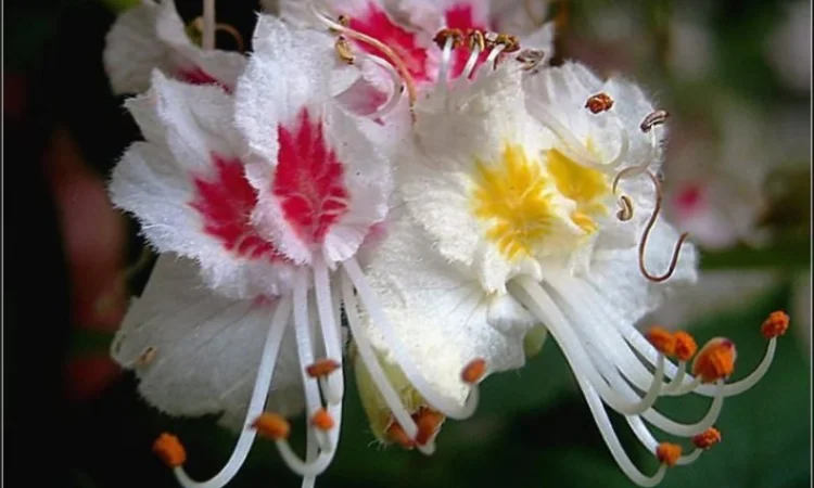 Настойка цвета каштана, 90мл - фото № 2