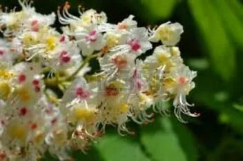 Настойка цвета каштана, 90мл - фото № 3