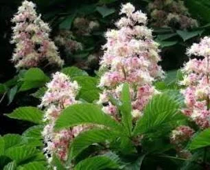 Настойка цвета каштана, 90мл - фото № 4