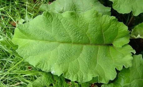 Сок листа майского лопуха-380грн 550мл - фото № 2