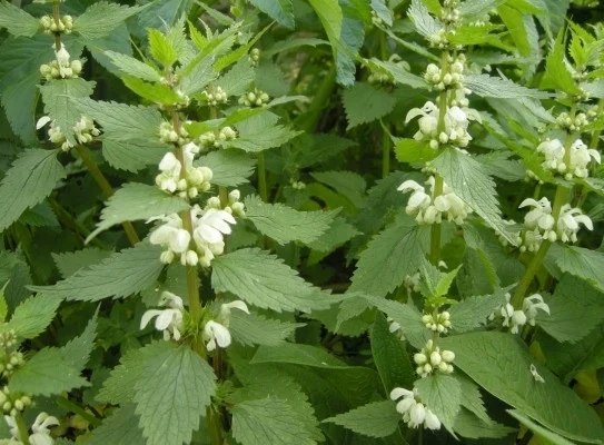 Сок яснотки белой, 210 мл - фото № 1