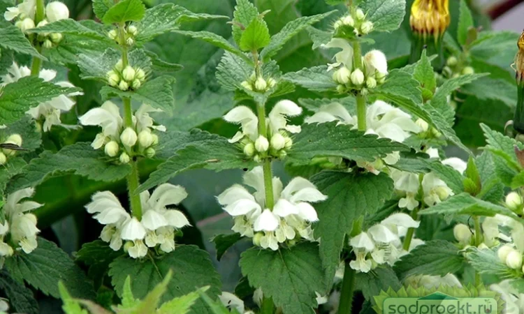 Сок яснотки белой, 210 мл - фото № 3