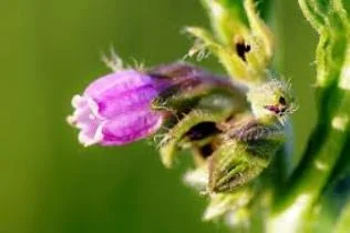 Настойка корня окопника, 100мл - фото № 2