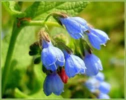 Настойка корня окопника, 100мл - фото № 3