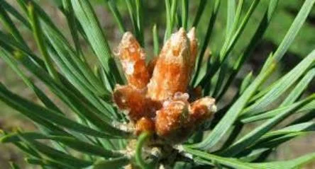 Почки сосны - фото № 3