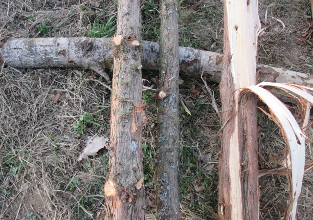 Кора можжевельника, Карпат, эко натур Juniperus communis - фото № 4