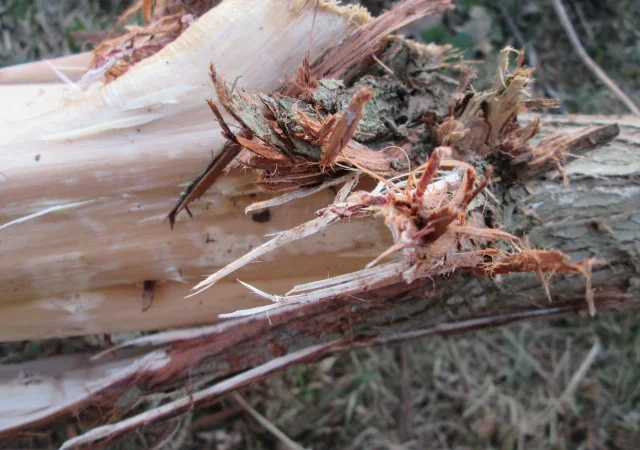 Кора можжевельника, Карпат, эко натур Juniperus communis - фото № 6
