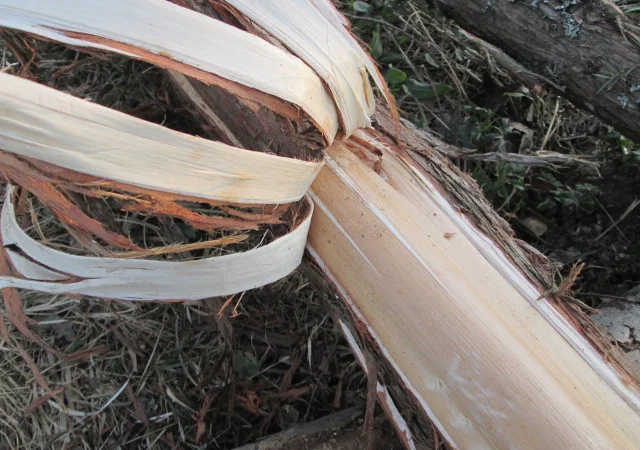 Кора можжевельника, Карпат, эко натур Juniperus communis - фото № 8