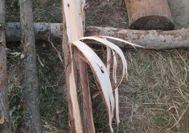 Можжевельник древесина, ветки, иглы, хвоя - фото № 1