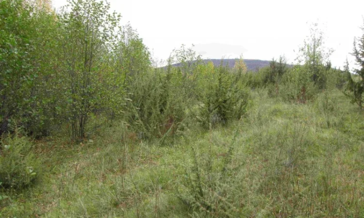 Можжевельник Juníperus корень - фото № 1