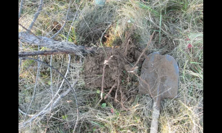 Можжевельник Juníperus корень - фото № 2