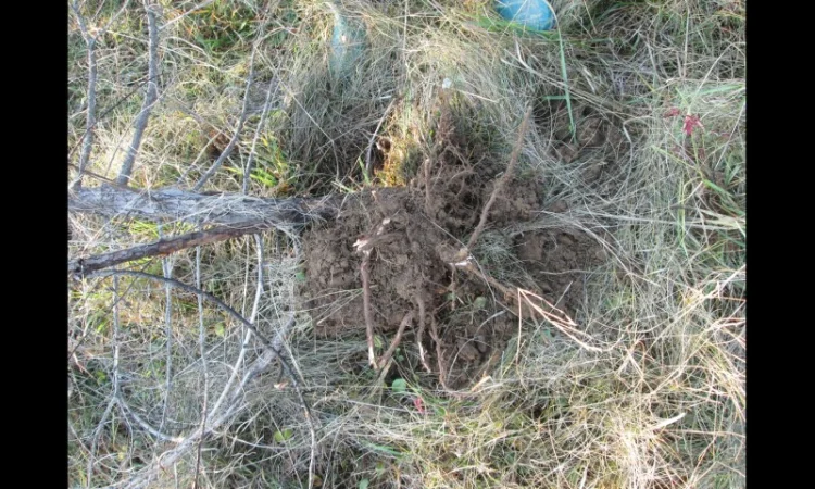 Можжевельник Juníperus корень - фото № 4