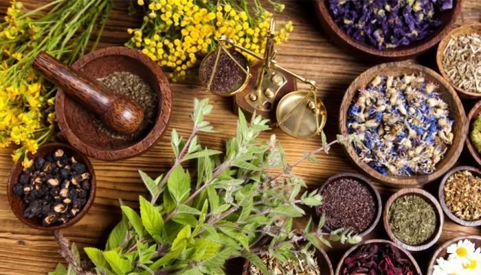 Брусниця; чорниця; горобина; м'ята; меліса - фото № 1