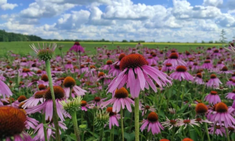 Продам насіння ехінацеї пурпурової - фото № 1