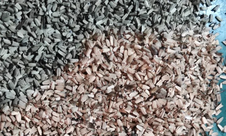 Продам насіння ехінацеї пурпурової - фото № 3