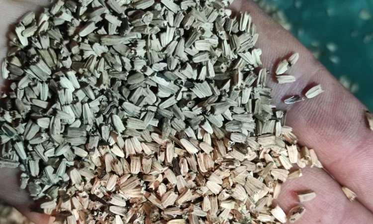 Продам насіння ехінацеї пурпурової - фото № 4