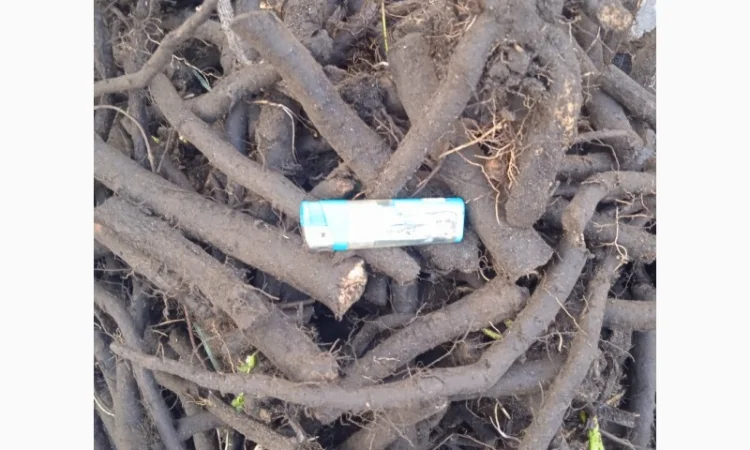 Продам живокіст - Окопнік - фото № 1