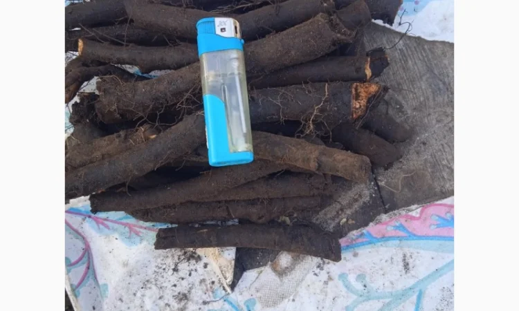 Продам живокіст - Окопнік - фото № 2