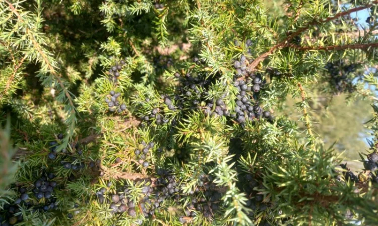Продам Можжевельник Ялівець - фото № 1
