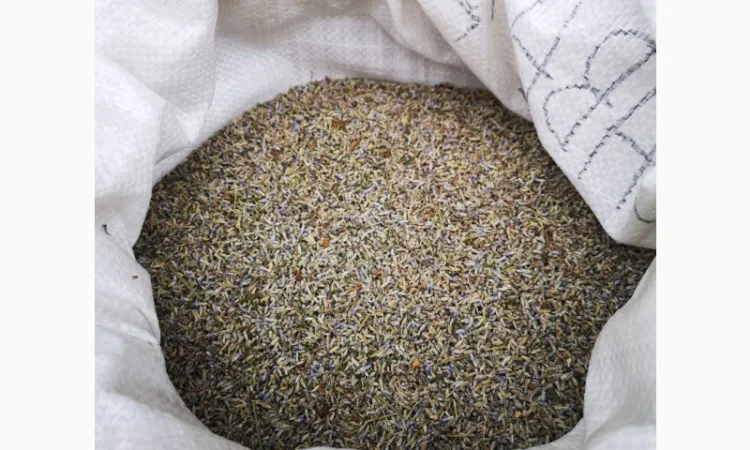 Сухі трушені квіти гібриду лаванди (лавандин) у роздріб та оптом - фото № 2